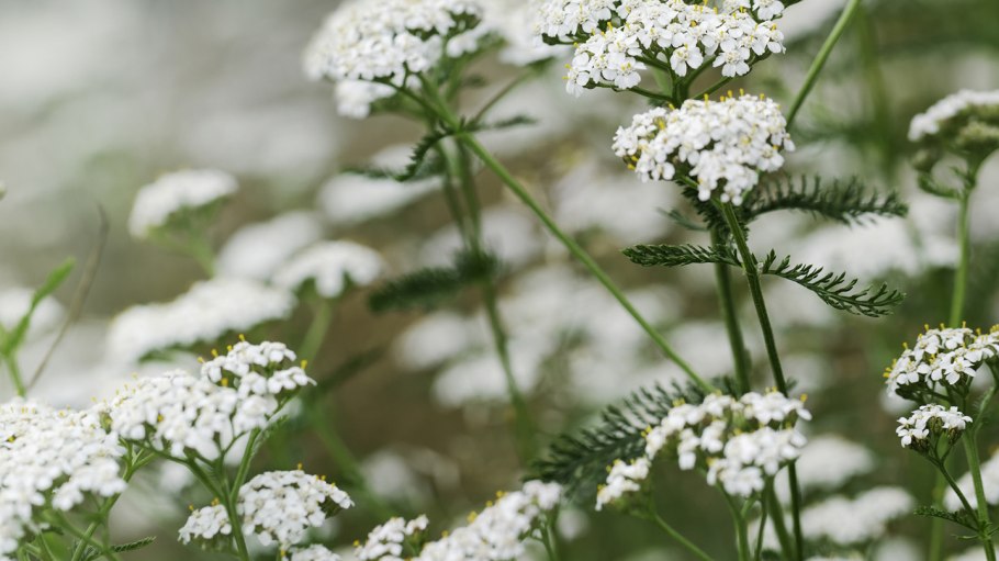 Yarrow тысячелистник