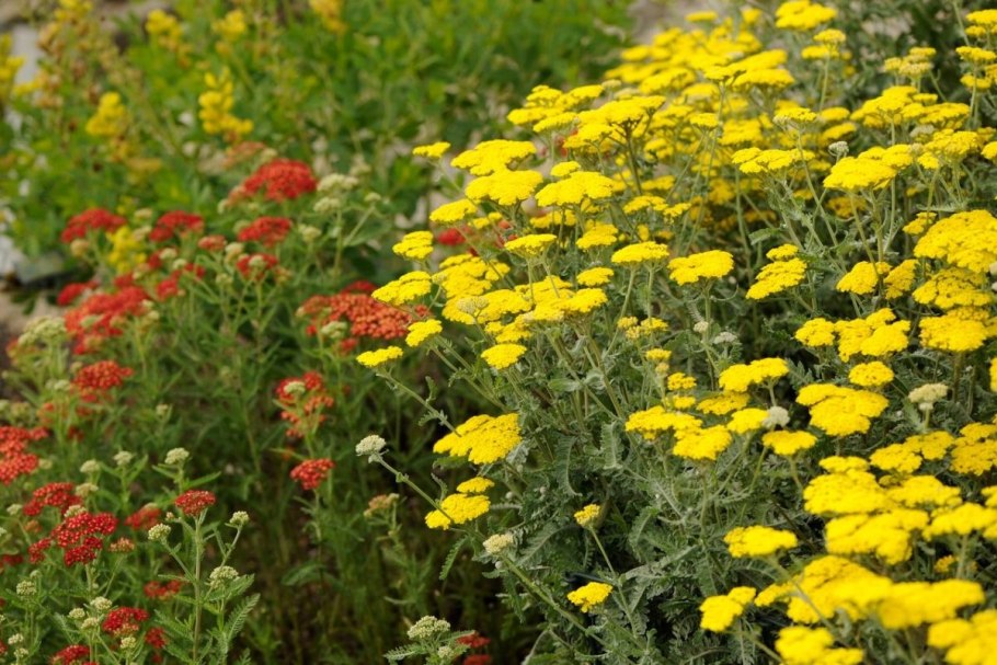 Achillea 'Taygetea'