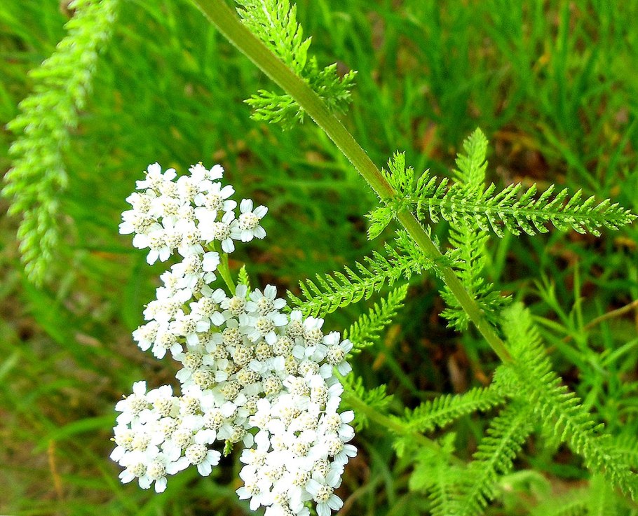 Achillea filipendulina
