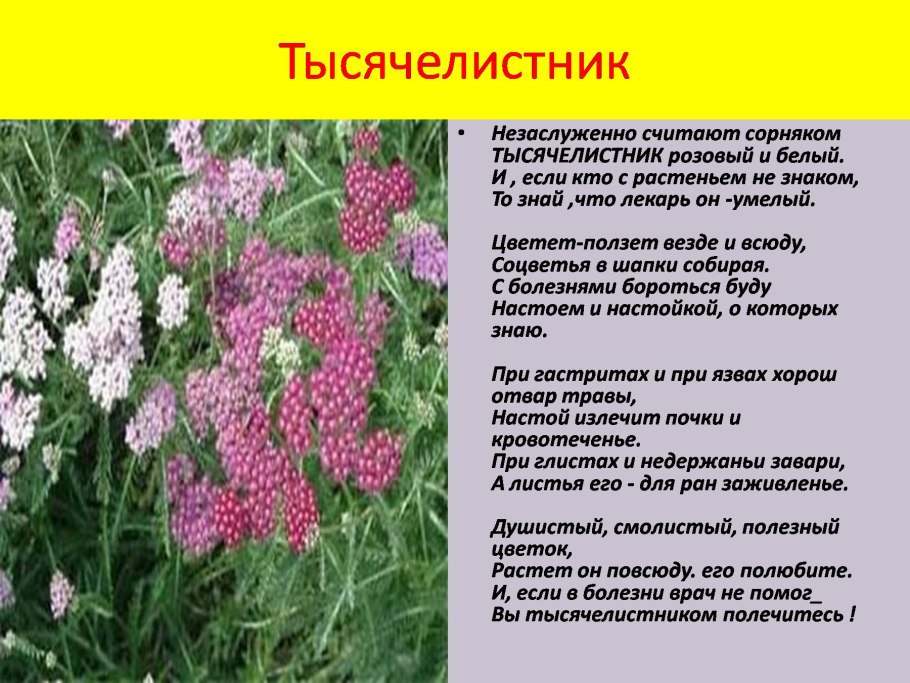 Тысячелистник обыкновенный Лаура