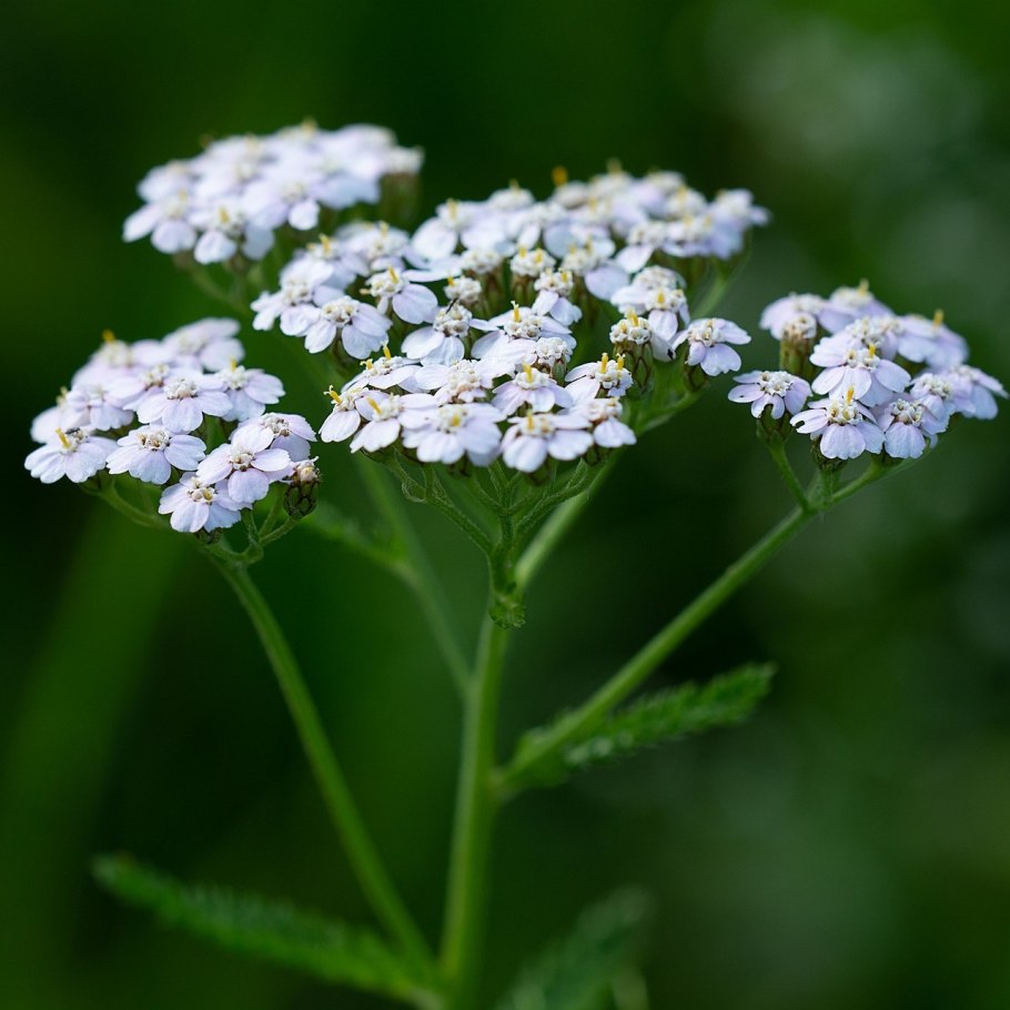 Тысячелистник Achillea Rainbow эндинг Блю