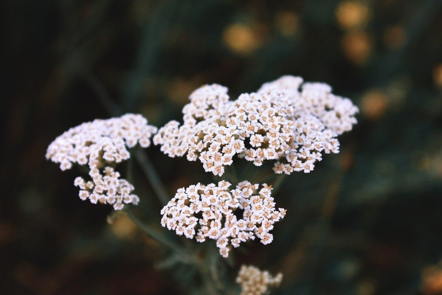 Achillea Alpina