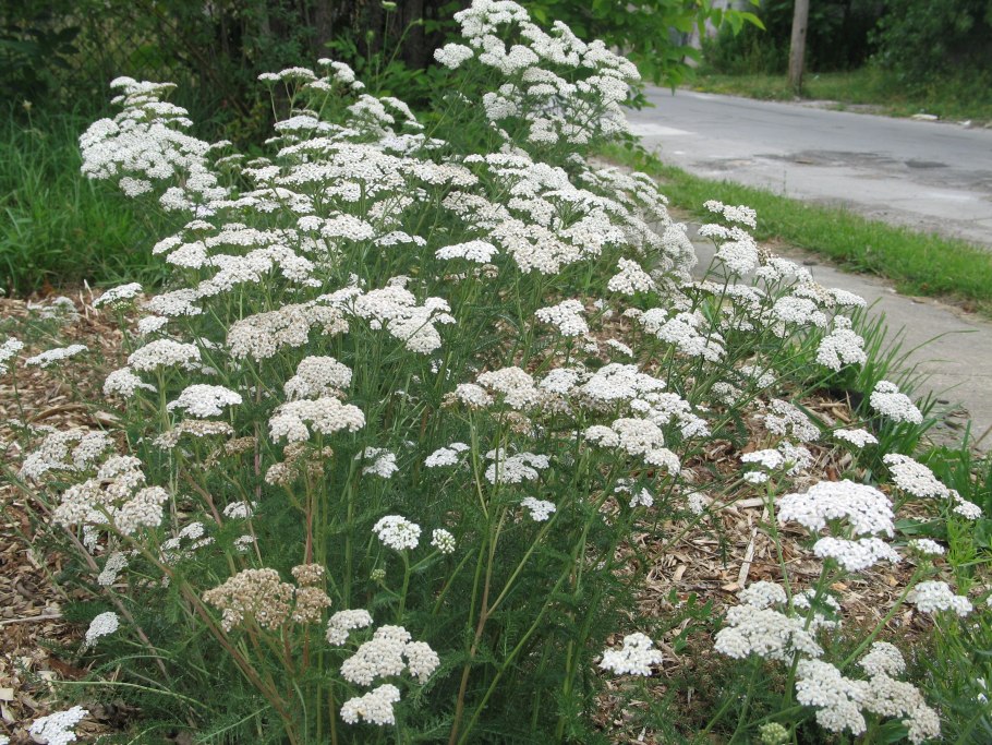 Yarrow тысячелистник