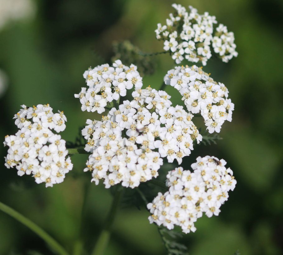Achillea macrophylla