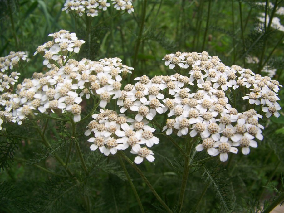 Тысячелистник tomentosa