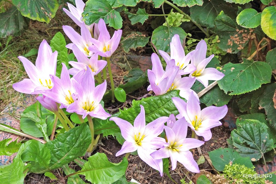 Безвременник регеля Colchicum regelii
