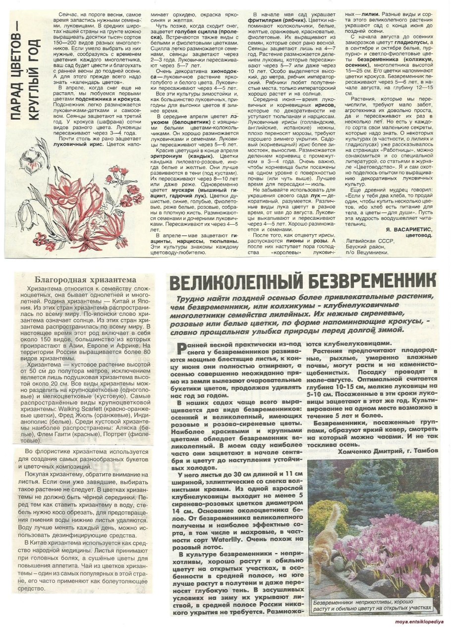Безвременник осенний растения лугов