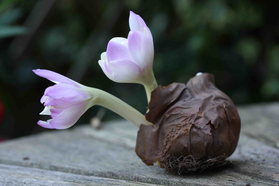 Безвременник великолепный - Colchicum speciosum Stev