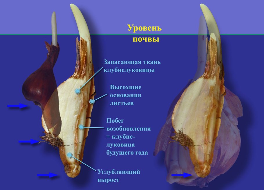 Растение мерендера