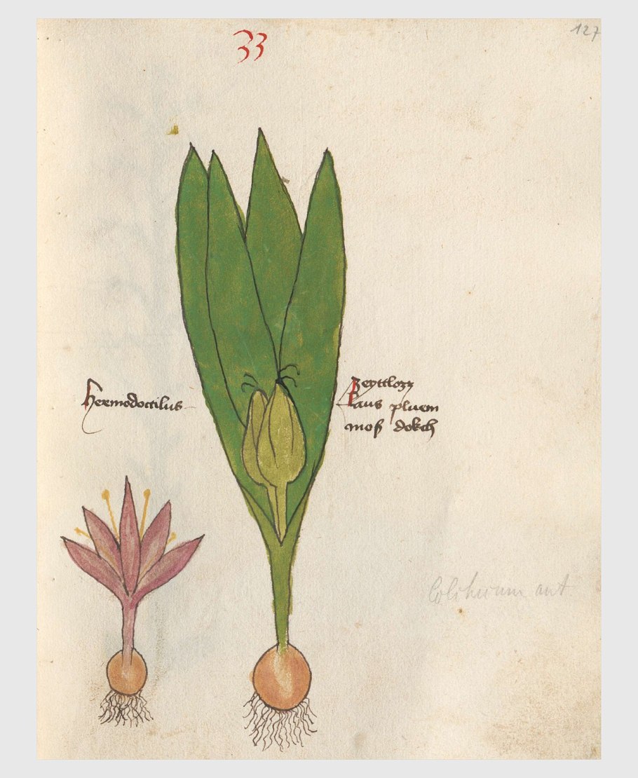 Colchicum speciosum Stev.