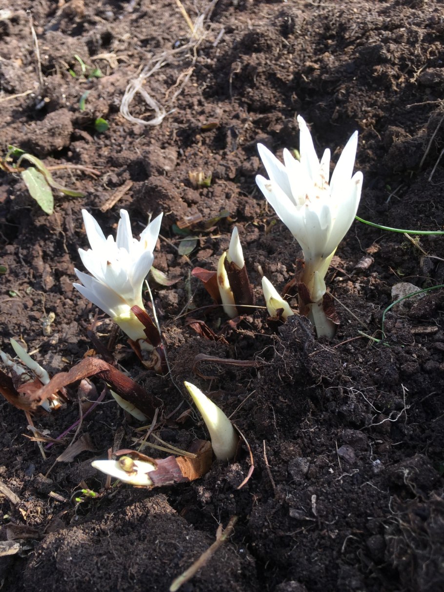 Безвременник регеля Colchicum regelii