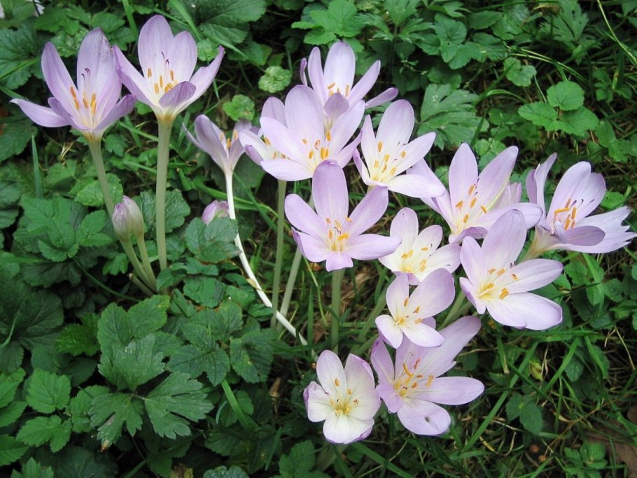 Colchicum Atticum