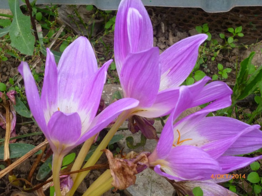 Colchicum autumnale album