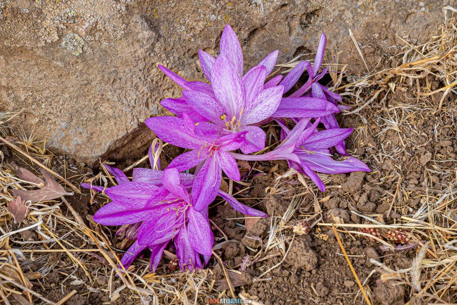 Безвременник яркий Colchicum laetum