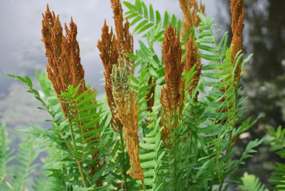 Папоротник Osmunda claytoniana