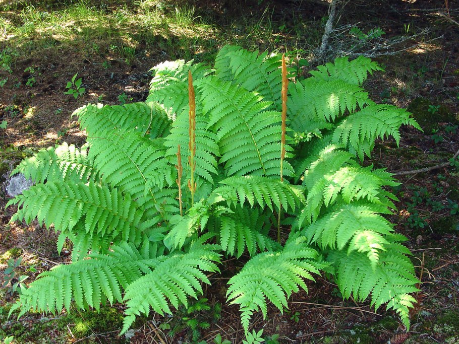 Папоротник Fern