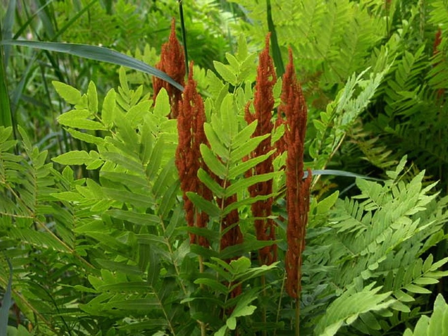 Папоротник Osmunda claytoniana