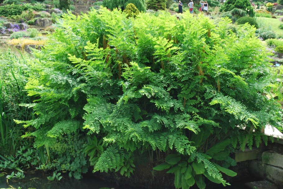 Осмунда клейтониана 'Osmunda claytoniana'
