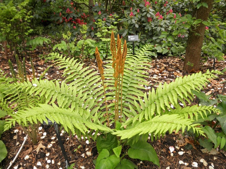 Папоротник Osmunda claytoniana