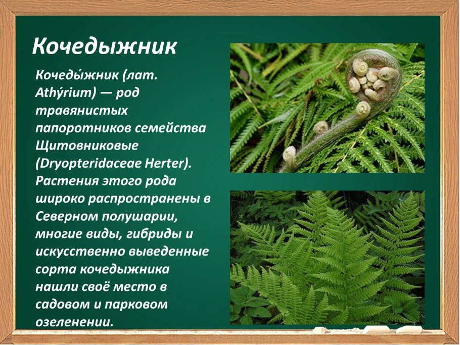 Папоротник Осмунда Королевская