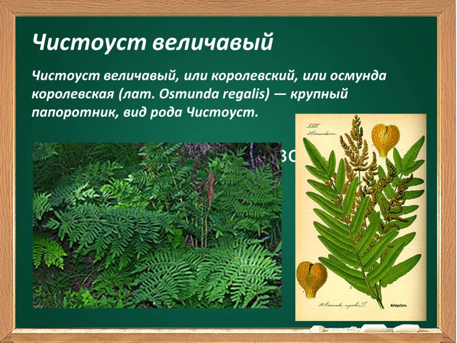 Папоротник чистоуст величавый