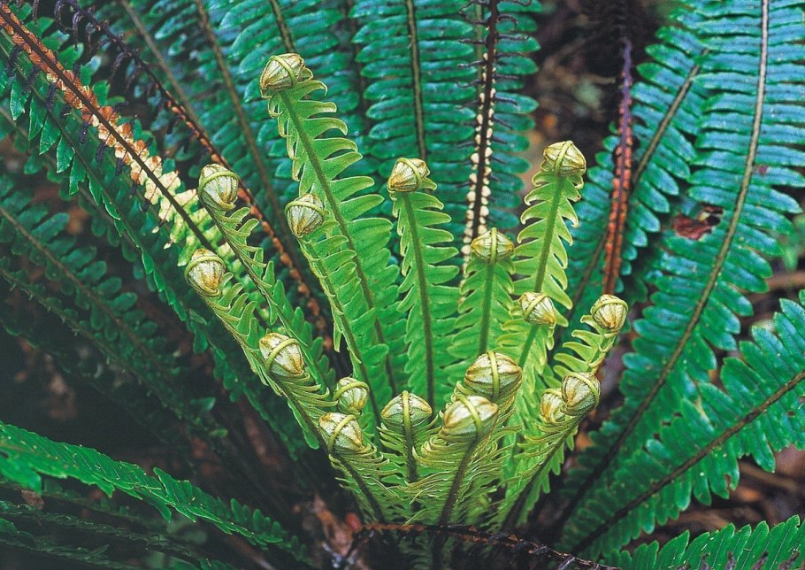Osmunda japonica