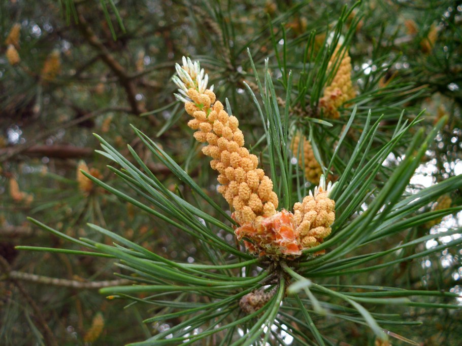 Pinus massoniana