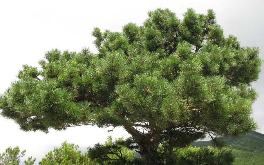 Сосна Кедровая Pinus Cembra