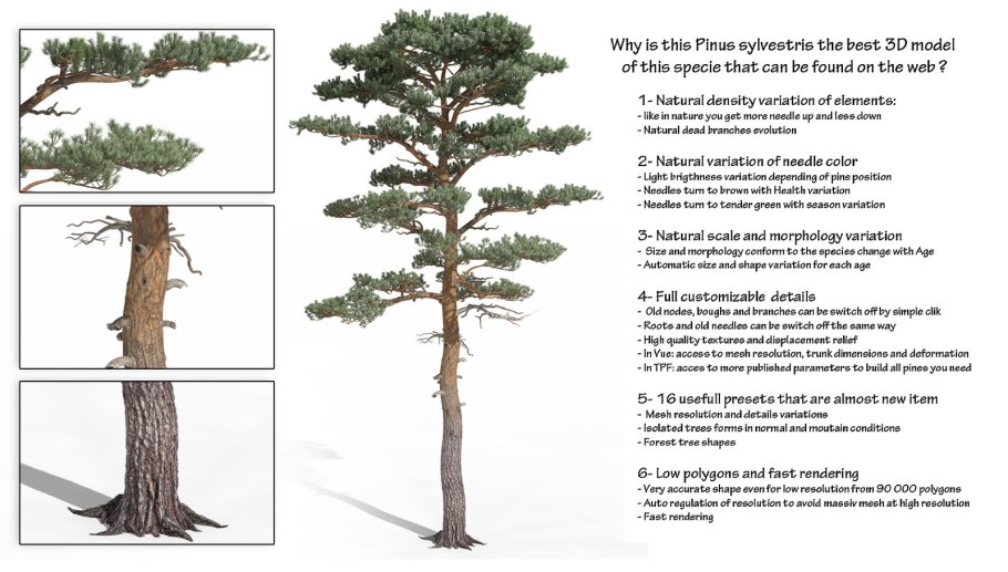 Сосна обыкновенная Pinus