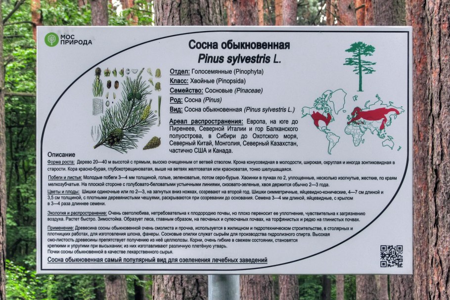 Голосеменные:ель сосна, лиственница
