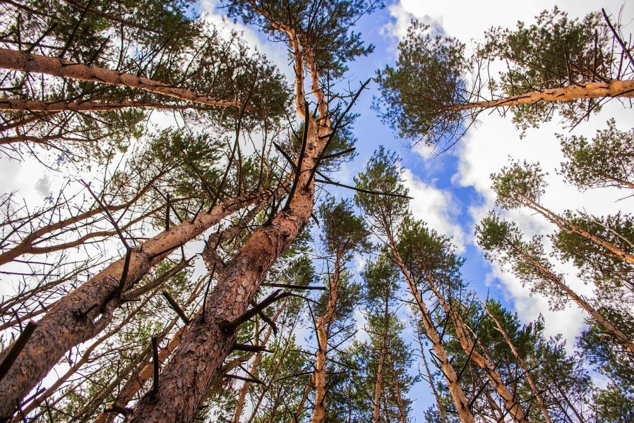 Сосна обыкновенная Frensham