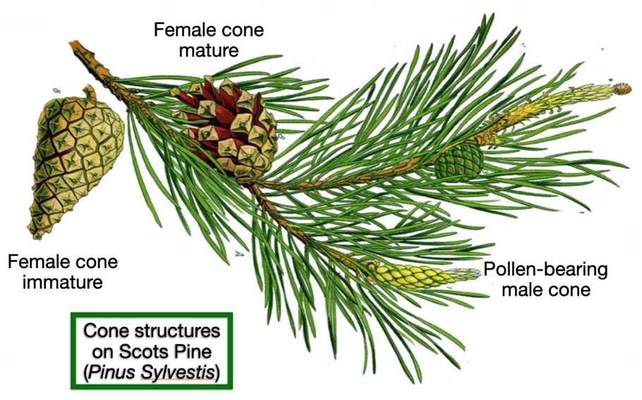 Сосна обыкновенная Pinus