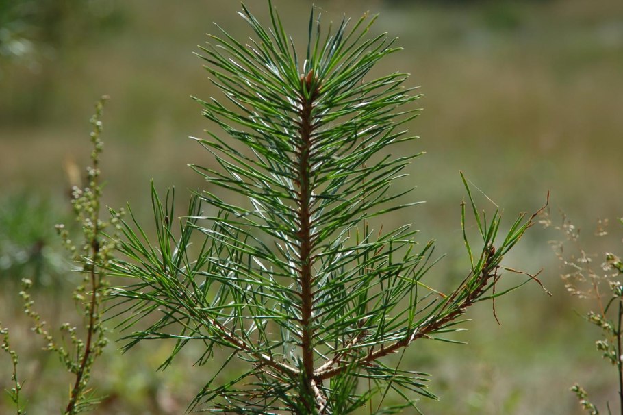 Сосна Крымская (Палласа) Pinus pallasiana