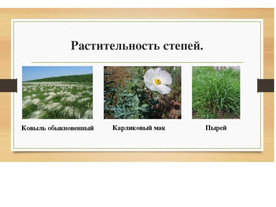 Растительность степи
