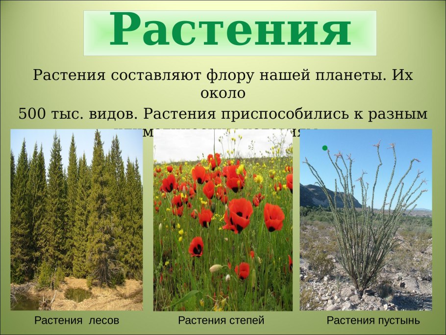 Растения степи