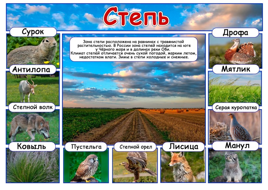 Природные зоны для дошкольников
