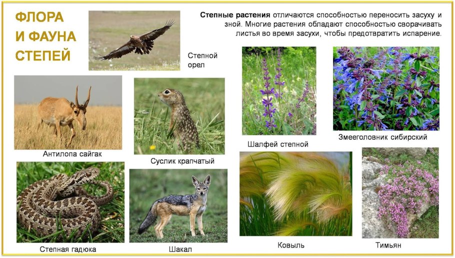 Фауна лесостепи и степи