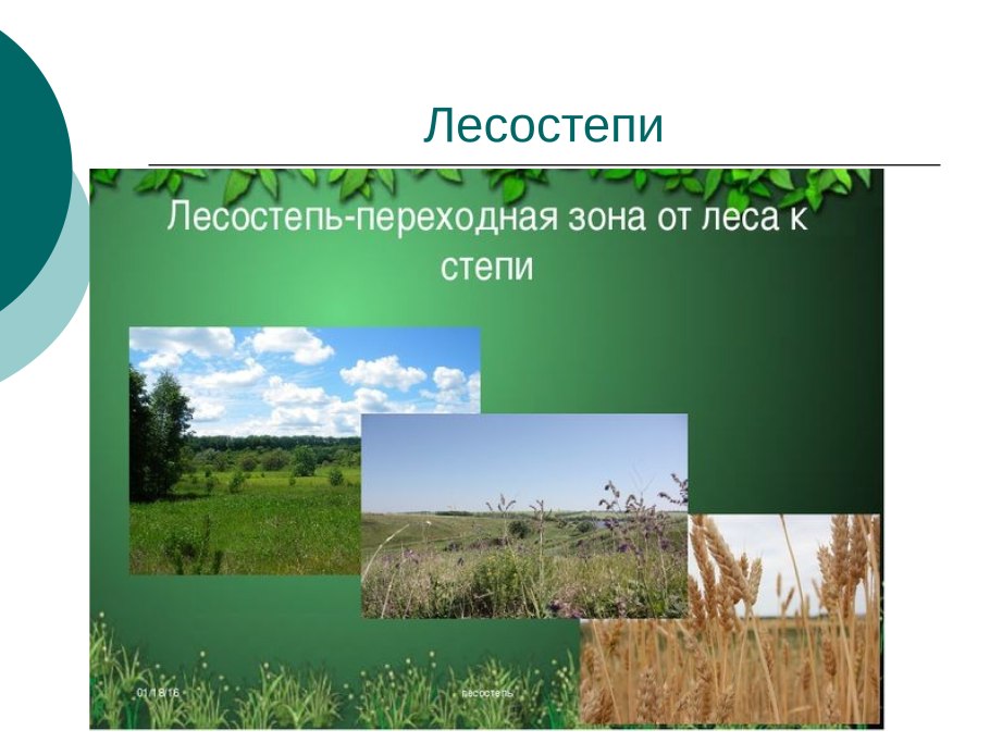 Зоны лесов лесостепей степей