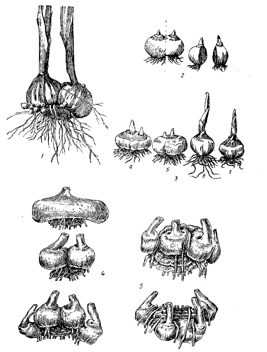 Вегетативное размножение растений клубнелуковицами. Вегетативное размножение клубнелуковицами. Вегетативное размножение луковицами. Размножение клубнелуковицами.