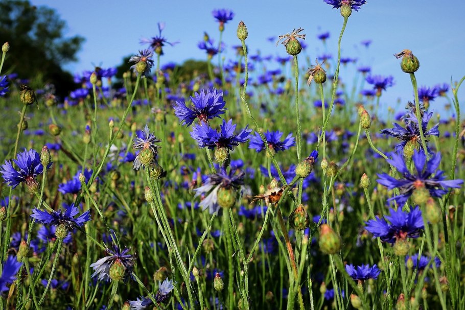 Бодяк полевой (Cirsium arvense)