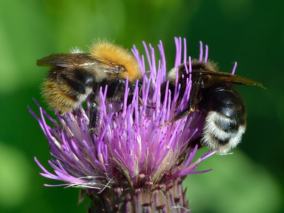 Atractylis gummifera