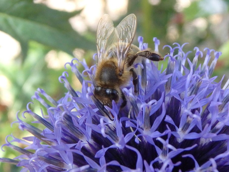 Василек Талиева - Centaurea taliewii