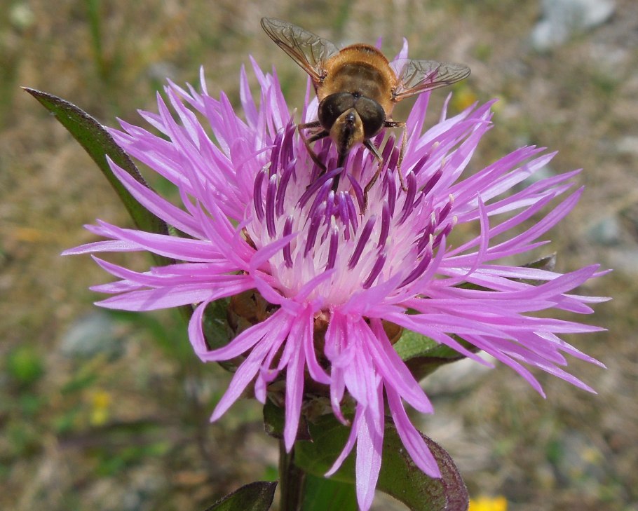 Centaurea Phrygia