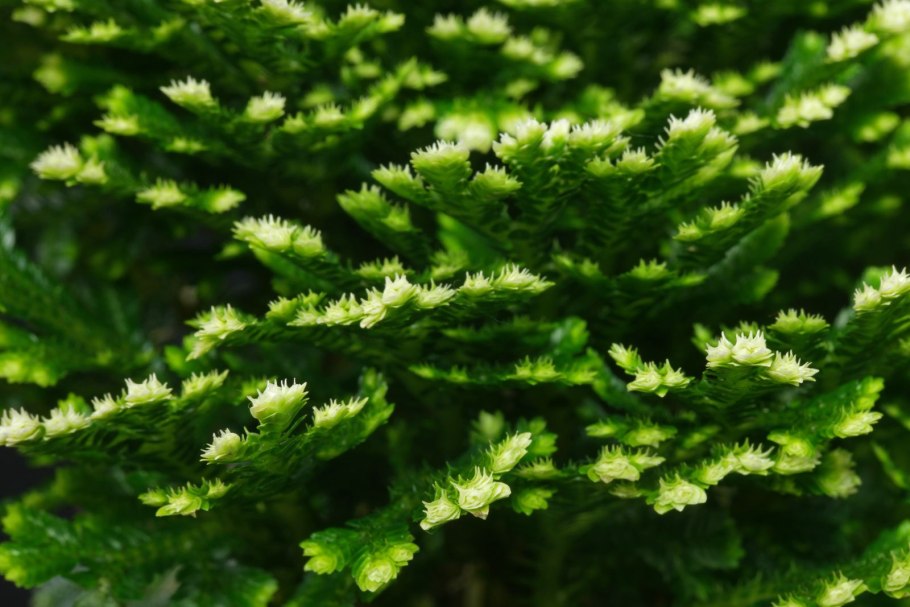 Selaginella apoda