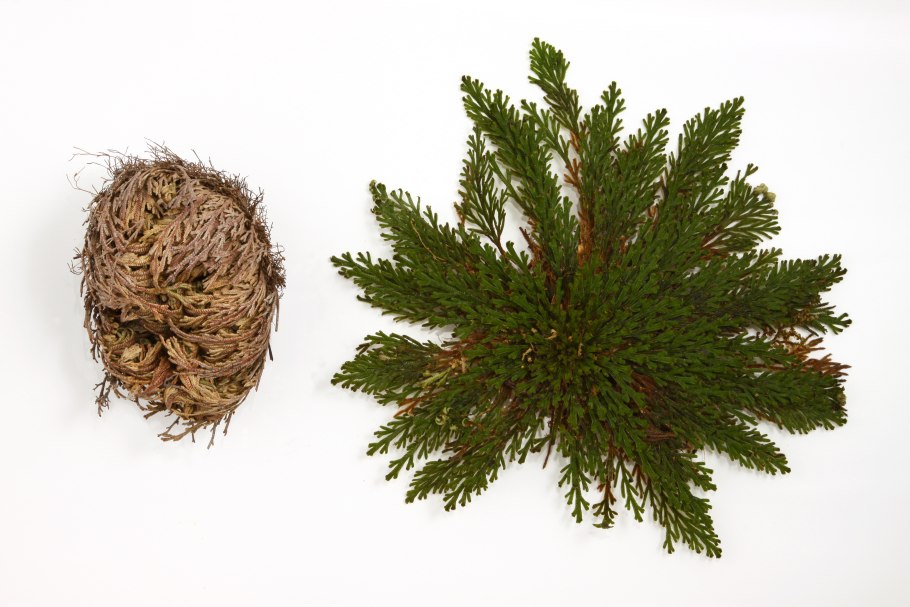 Селагинелла безножковая (Selaginella apoda)