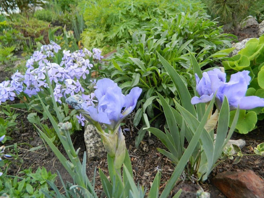 Ирис сиреневый низкорослый