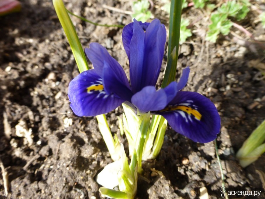 Ирис карликовый Лумалайт