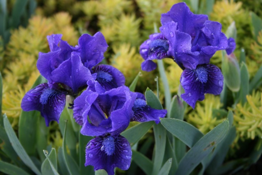 Ирис карликовый Weststar