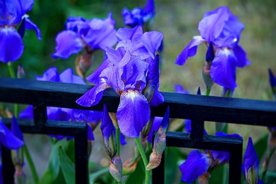 Ирис ультрамарин