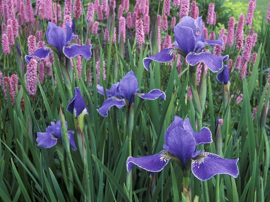Ирис Императа шалфей